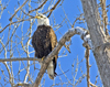 American Bald Eagle